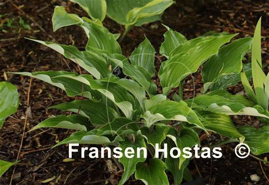 Hosta Smokey